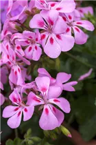 Pelargonium 'Citriodorum' - Zitronen-Geranie 'Citriodorum'