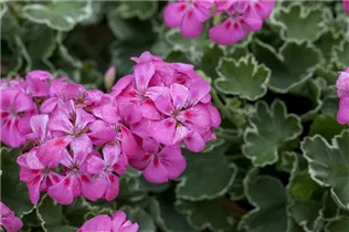 Pelargonium 'Citriodorum' - Zitronen-Geranie 'Citriodorum'