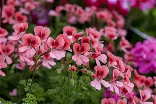 Pelargonium 'Citriodorum' - Zitronen-Geranie 'Citriodorum'