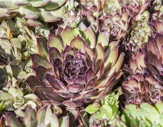 Sukkulenten: raffinierte Überlebenskunst mit Kakteen und Co.