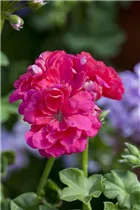 Pelargonium 'Citriodorum' - Zitronen-Geranie 'Citriodorum'