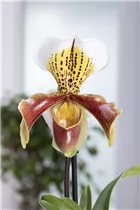 Paphiopedilum Multiflower - Frauenschuh Paphiopedilum Multiflower - Frauenschuh