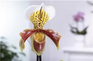 Paphiopedilum Multiflower - Frauenschuh Paphiopedilum Multiflower - Frauenschuh