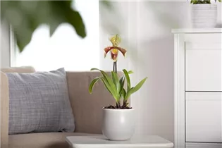 Paphiopedilum Multiflower - Frauenschuh Paphiopedilum Multiflower - Frauenschuh