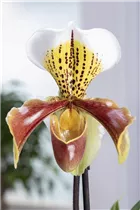 Paphiopedilum Multiflower - Frauenschuh Paphiopedilum Multiflower - Frauenschuh