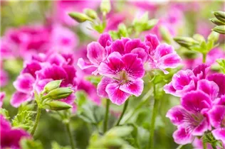 Pelargonium crispum - Zitronenduftpelargonie Pelargonium crispum - Zitronenduftpelargonie