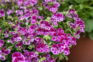 Pelargonium crispum - Zitronenduftpelargonie Pelargonium crispum - Zitronenduftpelargonie