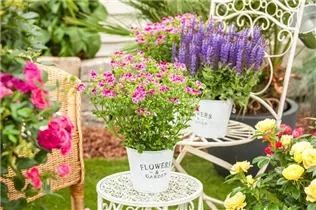 Pelargonium crispum - Zitronenduftpelargonie Pelargonium crispum - Zitronenduftpelargonie