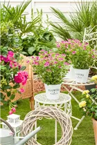 Pelargonium crispum - Zitronenduftpelargonie Pelargonium crispum - Zitronenduftpelargonie