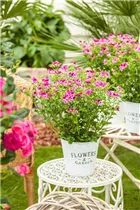 Pelargonium crispum - Zitronenduftpelargonie Pelargonium crispum - Zitronenduftpelargonie