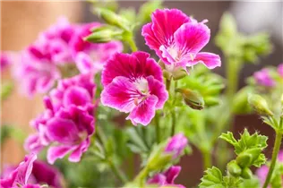 Pelargonium crispum - Zitronenduftpelargonie Pelargonium crispum - Zitronenduftpelargonie