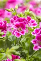 Pelargonium crispum - Zitronenduftpelargonie Pelargonium crispum - Zitronenduftpelargonie