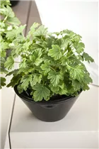 Pelargonium crispum - Zitronenduftpelargonie Pelargonium crispum - Zitronenduftpelargonie