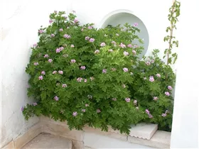 Pelargonium crispum - Zitronenduftpelargonie Pelargonium crispum - Zitronenduftpelargonie