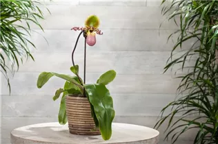 Paphiopedilum 'Pinocchio' - Frauenschuh 'Pinocchio'