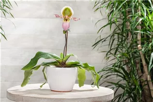 Paphiopedilum 'Pinocchio' - Frauenschuh 'Pinocchio'