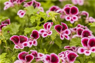 Pelargonium crispum 'Angeleyes'® - Schmetterlingsgeranie 'Angeleyes'® Pelargonium crispum 'Angeleyes'® - Schmetterlingsgeranie 'Angeleyes'®