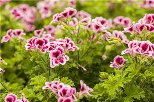Pelargonium crispum 'Angeleyes'® - Schmetterlingsgeranie 'Angeleyes'® Pelargonium crispum 'Angeleyes'® - Schmetterlingsgeranie 'Angeleyes'®