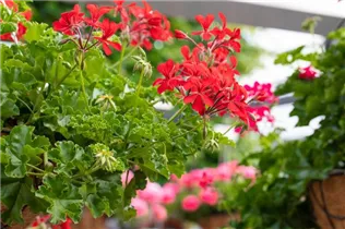 Pelargonium Grand Idols® - Pelargonie Grand Idols®