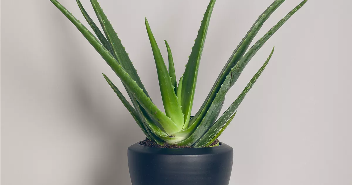prowin aloe vera lotion Aloe Vera Hand and Body Lotion