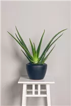 Aloe vera - Echte Aloe