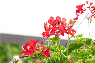 Pelargonium Grand Idols® - Pelargonie Grand Idols®
