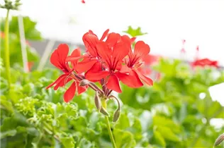 Pelargonium Grand Idols® - Pelargonie Grand Idols®