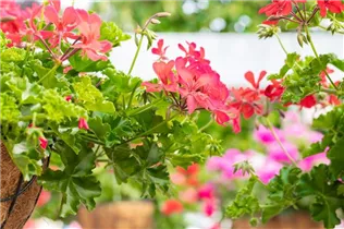 Pelargonium Grand Idols® - Pelargonie Grand Idols®