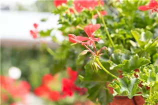 Pelargonium Grand Idols® - Pelargonie Grand Idols®