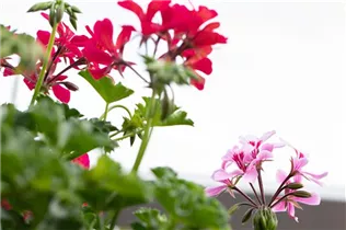 Pelargonium Grand Idols® - Pelargonie Grand Idols®