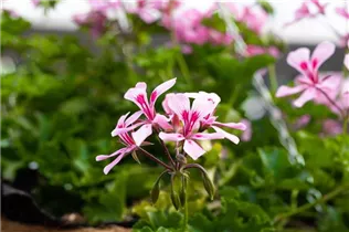 Pelargonium Grand Idols® - Pelargonie Grand Idols®