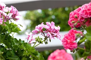 Pelargonium Grand Idols® - Pelargonie Grand Idols®
