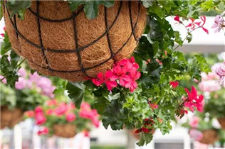 Pelargonium Grand Idols® - Pelargonie Grand Idols®