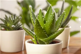 Aloe delaetii - Aloe Aloe delaetii - Aloe