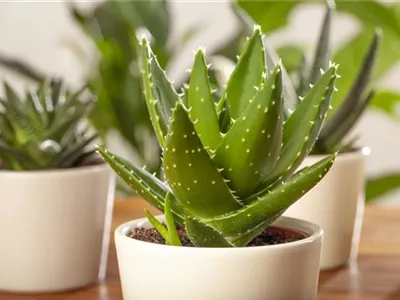 Aloe delaetii - Aloe Aloe delaetii - Aloe