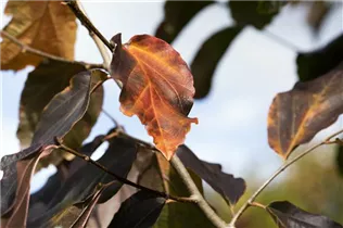 Parrotia persica 'Vanessa' - Eisenbaum 'Vanessa'