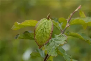 Parrotia persica 'Vanessa' - Eisenbaum 'Vanessa'