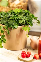 Parthenocissus henryana - Jungfernrebe Parthenocissus henryana - Jungfernrebe