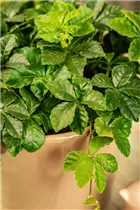 Parthenocissus henryana - Jungfernrebe Parthenocissus henryana - Jungfernrebe