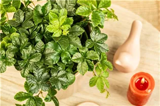 Parthenocissus henryana - Jungfernrebe Parthenocissus henryana - Jungfernrebe