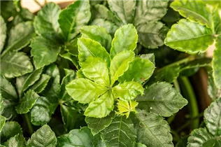 Parthenocissus henryana - Jungfernrebe Parthenocissus henryana - Jungfernrebe