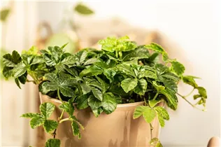 Parthenocissus henryana - Jungfernrebe Parthenocissus henryana - Jungfernrebe