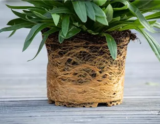 Umtopfen von Zimmerpflanzen – Platzprobleme schnell gelöst