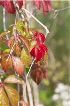 Parthenocissus quinquefolia 'Engelmannii' - Mauerwein 'Engelmannii' Parthenocissus quinquefolia 'Engelmannii' - Mauerwein 'Engelmannii'