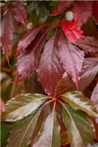 Parthenocissus quinquefolia 'Engelmannii' - Mauerwein 'Engelmannii' Parthenocissus quinquefolia 'Engelmannii' - Mauerwein 'Engelmannii'