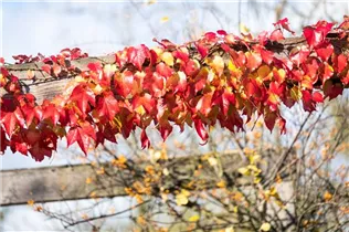 Parthenocissus tricuspidata - Dreilappige Jungfernrebe Parthenocissus tricuspidata - Dreilappige Jungfernrebe