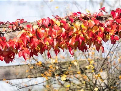 Parthenocissus tricuspidata - Dreilappige Jungfernrebe Parthenocissus tricuspidata - Dreilappige Jungfernrebe
