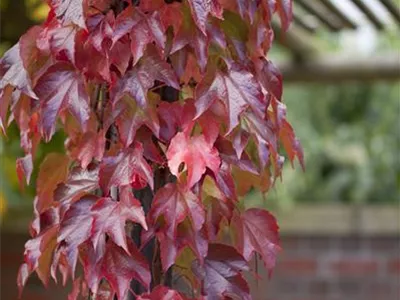 Parthenocissus tricuspidata 'Veitchii Robusta' - Dreilappige Jungfernrebe 'Veitchii Robusta' Parthenocissus tricuspidata 'Veitchii Robusta' - Dreilappige Jungfernrebe 'Veitchii Robusta'