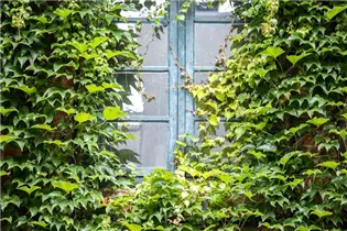 Parthenocissus tricuspidata - Dreilappige Jungfernrebe Parthenocissus tricuspidata - Dreilappige Jungfernrebe