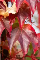 Parthenocissus tricuspidata - Dreilappige Jungfernrebe Parthenocissus tricuspidata - Dreilappige Jungfernrebe